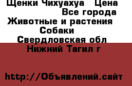 Щенки Чихуахуа › Цена ­ 12000-15000 - Все города Животные и растения » Собаки   . Свердловская обл.,Нижний Тагил г.